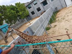 -西霞口神雕山野生动物世界