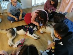 -Husky Go! 哈士奇体验馆·宠物咖啡厅狗咖