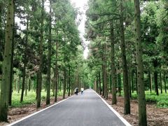 -东平国家森林公园
