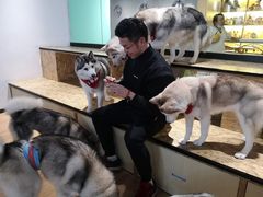 -Husky Go! 哈士奇体验馆·宠物咖啡厅狗咖