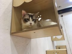-猫色咖啡·猫咖