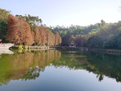-深圳仙湖植物园