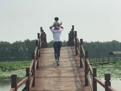 -白洋淀景区
