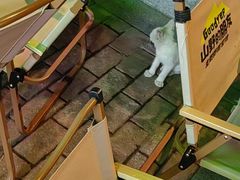 -山野的朋友露营炭火烤肉