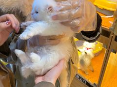 -欣宠猫屋·矮脚拿破仑·蓝金金渐层
