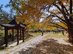 -千年银杏谷文化旅游区