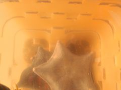 -那香海钻石沙滩浴场