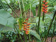 -中国科学院西双版纳热带植物园