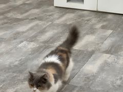 -楼上猫咖(罗湖店)