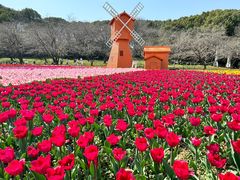 -苏州上方山国家森林公园