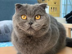 -鼓捣猫呢主题猫咖店