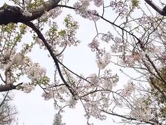 -苏州文庙(姑苏区)