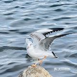 青海湖