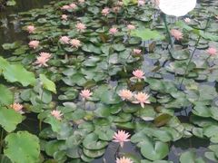 android_upload_pic-陈家山荷花公园