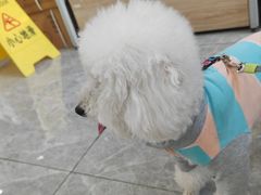 -艾贝尔宠物医院·宠保定点·超声绝育·免疫点(樱花路店)