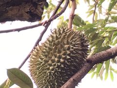 -宝盛园民宿