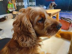 -萌喵宠狗爱心宠咖