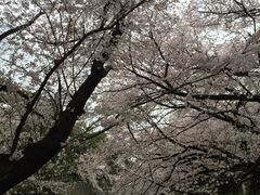-名古屋城