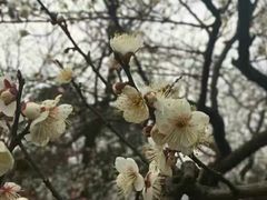 -黄鹤楼