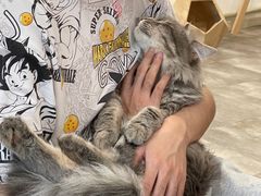 -楼上猫咖(罗湖店)