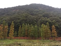 -广州市石门国家森林公园