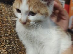 -澄城崇斌水盆羊肉(后宰门店)