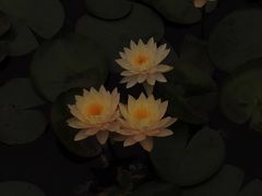 -三水森林公园
