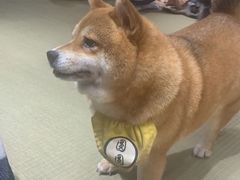 -逗柴咖啡屋·狗咖猫咖宠物桌游