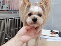 -宠福鑫康馨动物医院·骨科·眼科