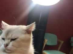 -猫色咖啡·猫咖