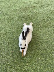 -萌宠亲子动物乐园(槐房万达店)