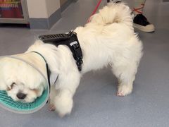 -宠物星动物医院·眼科·异宠·猫科(江南大道总院)