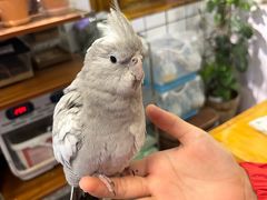 -吉丁鸟咖·异宠·寄养