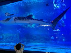 -烟台海昌鲸鲨海洋公园