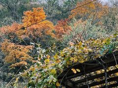 -大岭沟猕猴桃谷风景区