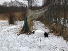 -钏路市丹顶鹤自然公园