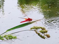 -东郊湿地公园