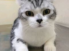 -米苏动物医院·犬猫专科·骨科外科内窥镜