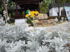 -泰州凤城河风景区-泰山公园