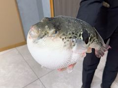 -鲐赏河豚(长寿店)