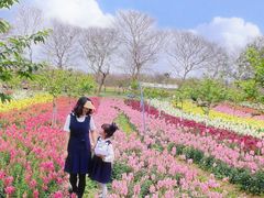 -天适樱花悠乐园