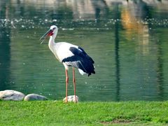 -北京麋鹿生态实验中心