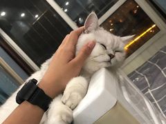 -猫尾侦探俱乐部·剧本杀·狼人杀