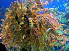 -芜湖新华联大白鲸海洋公园