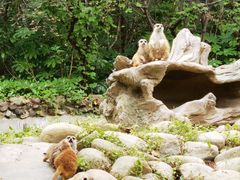 -上海野生动物园
