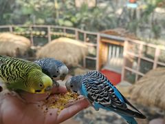 -南宫五洲植物乐园