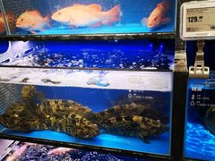 -盒马鲜生(双清路店)