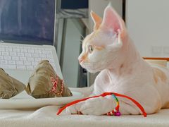 -猫十亿·布偶金渐层·曼基康矮脚猫舍(青年路店)