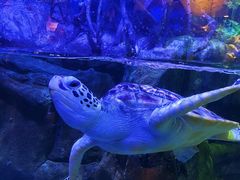 -欢乐海岸海洋奇梦馆