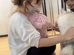 -Husky Go! 哈士奇体验馆·宠物咖啡厅狗咖